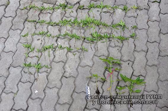 Житель Ковеля вдома вирощував канабіс. ФОТО