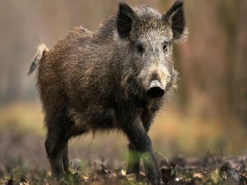 На Волині від африканської чуми загинули дикі свині 