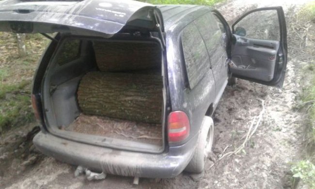 На Волині затримали крадіїв дубів. ФОТО