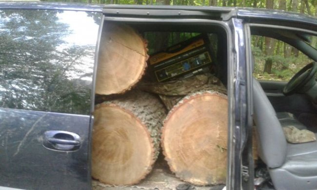 На Волині затримали крадіїв дубів. ФОТО