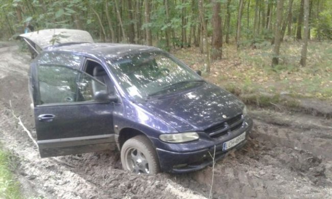 На Волині затримали крадіїв дубів. ФОТО