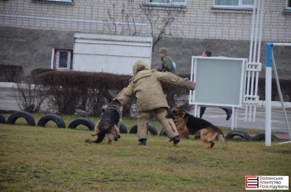 Луцькі гімназисти зібрали кошти для службових собак. ФОТО