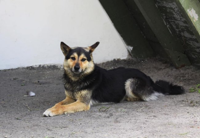 Схуд і не хоче їсти: на Волині пес кілька днів чекає господаря на зупинці. ФОТО