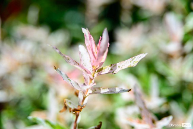 Літні пахощі: головний собор Луцька тоне в трояндах. ФОТОРЕПОРТАЖ