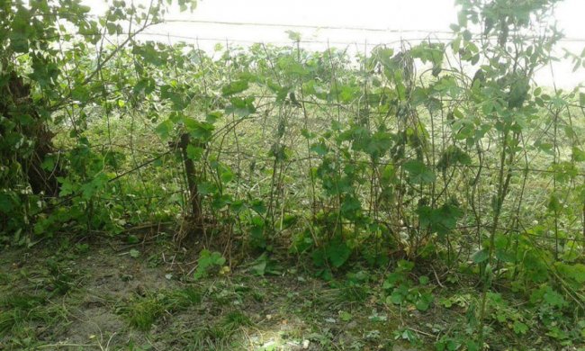 Муніципали втішені, що люди не заважають їм нищити паркани