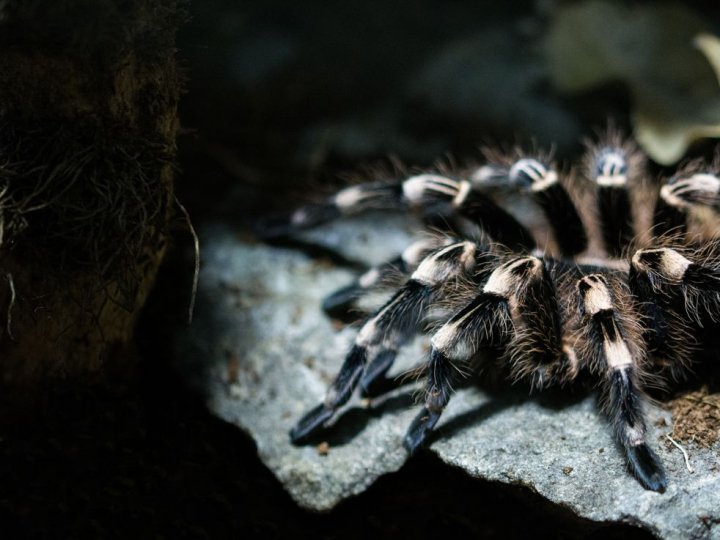 Нашестя тарантулів в Україні: чи є небезпека для Волині
