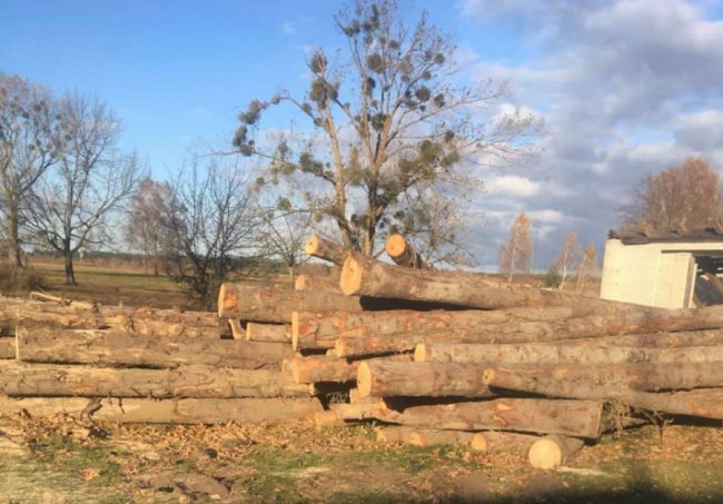 На Волині під час обшуків вилучили незаконний ліс на 800 тисяч гривень. ФОТО