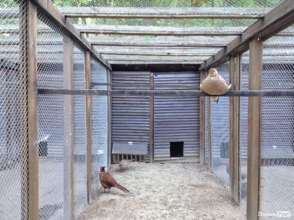 На вихідні -  у «Межигір'я». ФОТО 