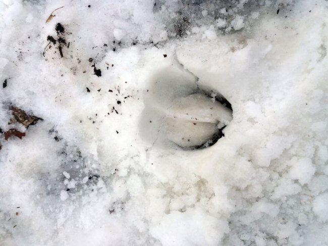 Як у волинському лісі зубрів шукали. ФОТО