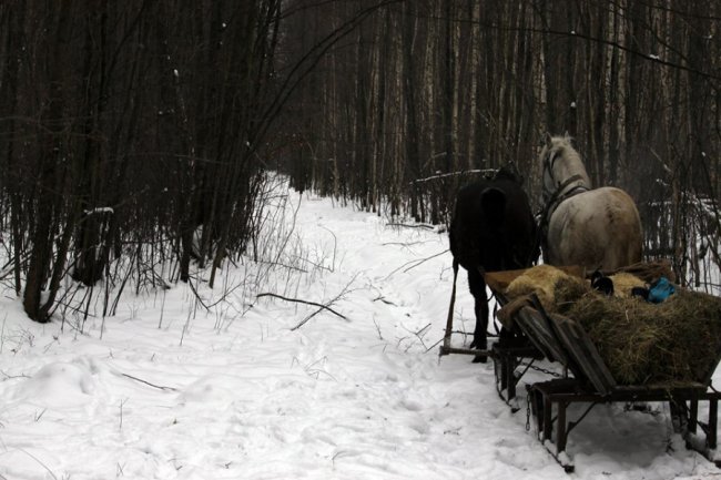 Як у волинському лісі зубрів шукали. ФОТО