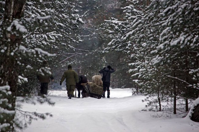 Як у волинському лісі зубрів шукали. ФОТО
