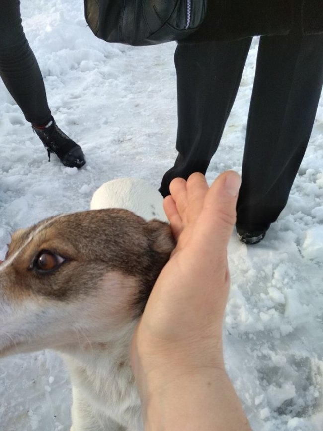 Собаки мають теплі лежаки: на КП «Ласка» пройшов День волонтера. ФОТО