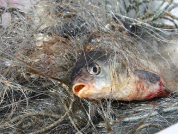 За тиждень на Волині зловили 20 «рибних» порушників