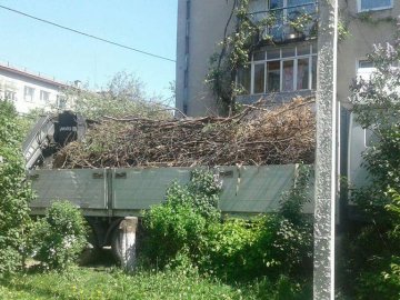 Лучани загороджують свої городи гіллям. ФОТО