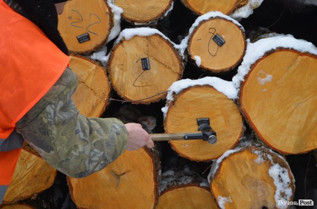 Жнива у зимовому лісі: як на Волині заготовляють деревину. ФОТО