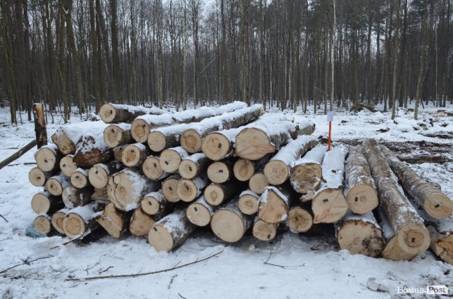 Жнива у зимовому лісі: як на Волині заготовляють деревину. ФОТО