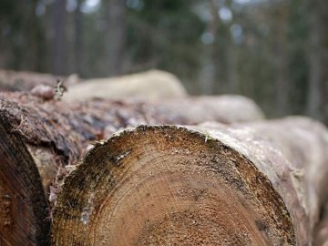 На Волині у крадія лісу конфіскували трактор