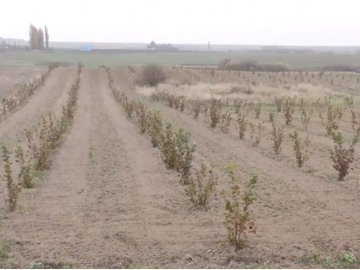 Волинське подружжя заробляє на фундуку десятки тисяч євро. ВІДЕО