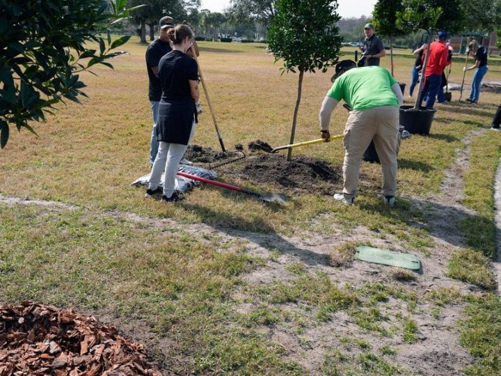 Сім фруктових дерев і кущів, які варто висадити вже у листопаді