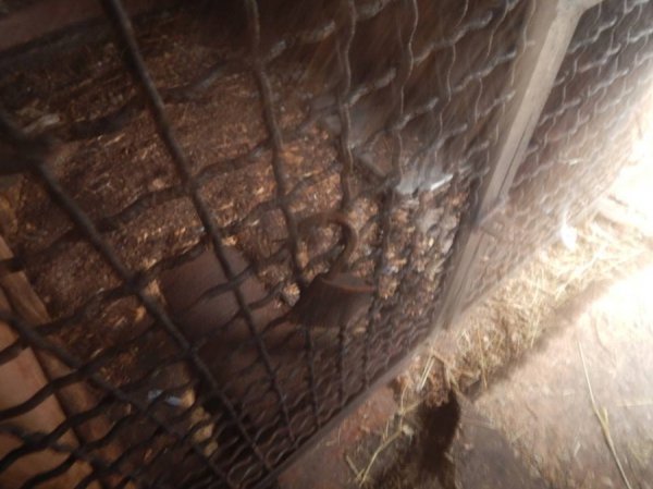 Ведмедів з пересувного звіринця на Рівненщині прихистив «Луцький зоопарк». ФОТО