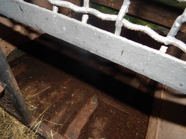 Ведмедів з пересувного звіринця на Рівненщині прихистив «Луцький зоопарк». ФОТО