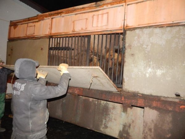 Ведмедів з пересувного звіринця на Рівненщині прихистив «Луцький зоопарк». ФОТО