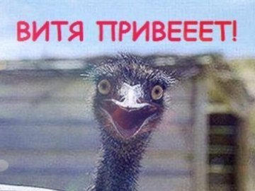 «Підтримувач страусів»: у Мережі висміяли інтерв'ю Януковича. ФОТО