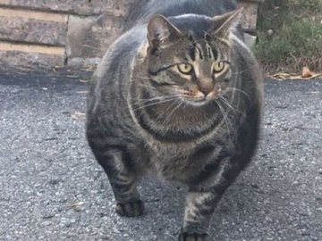 Кіт-качок став зіркою мережі