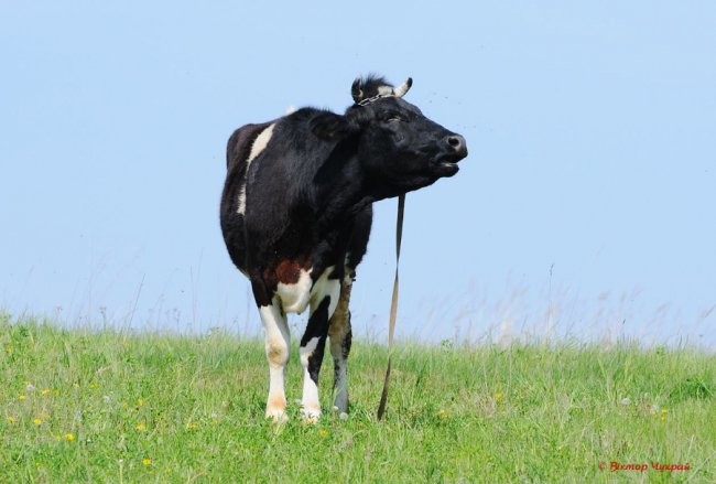 Останній день квітня на світлинах відомого луцького фотографа. ФОТО