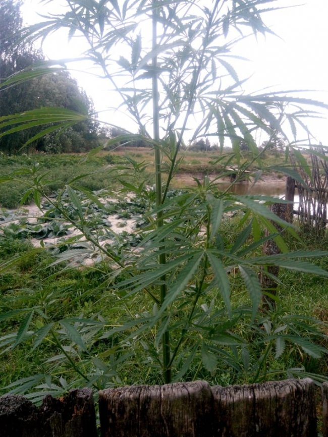 На Волині  знайшли посіви коноплі та снодійного маку. ФОТО