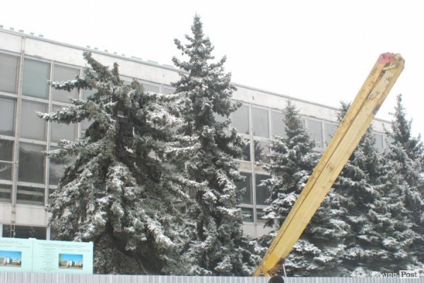 У Луцьку стартувала реконструкція «Променя»: зрізають ялинки. ФОТО. ВІДЕО. ДОКУМЕНТИ