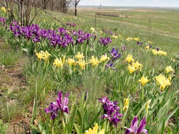 Синоптики розповіли, чи буде червень спекотним
