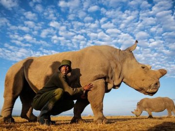 Помер останній у світі північний білий носоріг