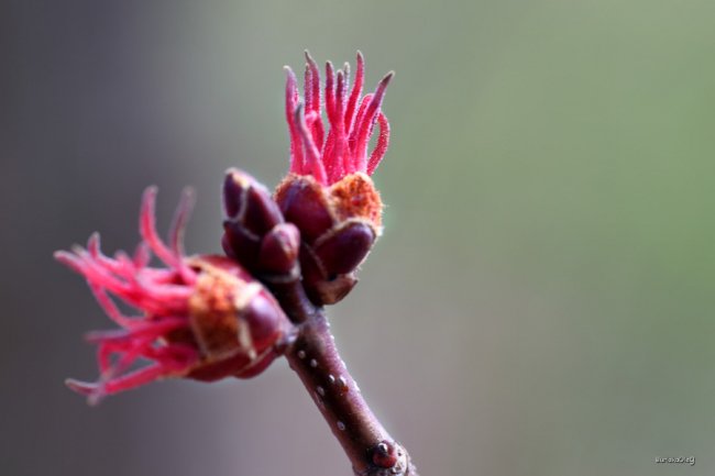 Неймовірні світлини березневого луцького парку.  ФОТО