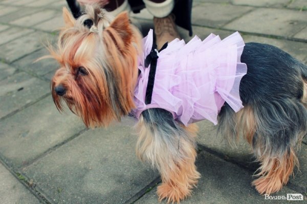 Стильний Луцьк. Портрет дня: Валерія Богач і Буся