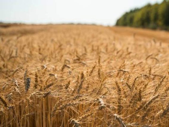 На Волині пенсіонер засіяв землю пшеницею біля озера