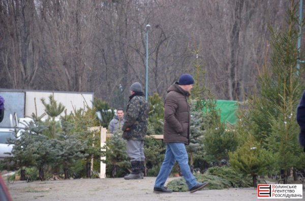 Ялинковий бізнес по-луцьки: ціни, дозволи, чіпи
