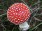 В Україні з початку року грибами отруїлося 174 людини