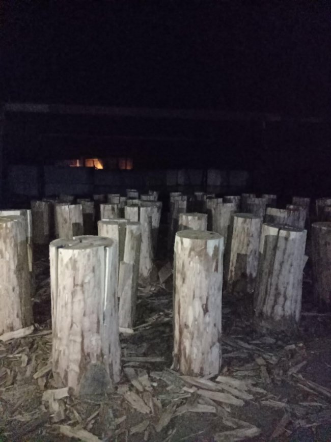 На Волині знайшли порушників, які незаконно вирубували ліс