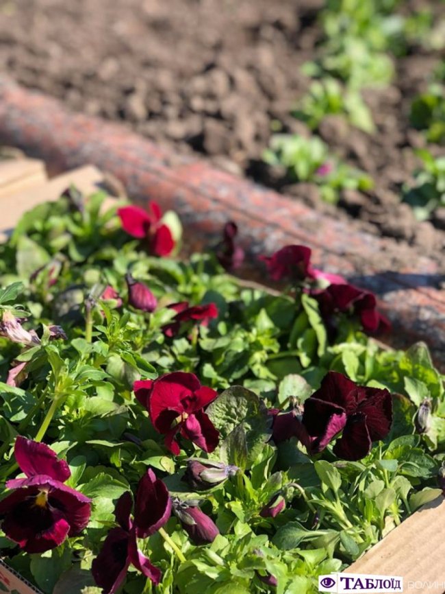 У центрі Луцька почали висаджувати квіти. ФОТО