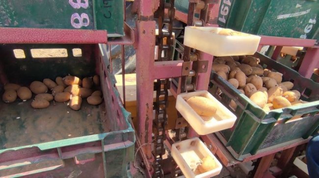 На Волині садять картоплю від волонтерів з Франції. ФОТО. ВІДЕО