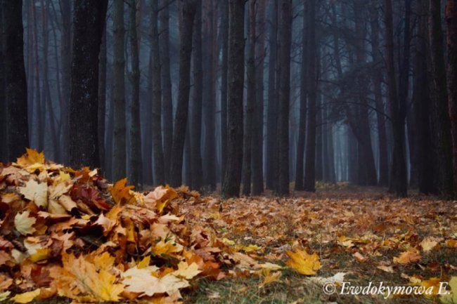 Магічна краса волинського озера, закутаного у туман. ФОТО 