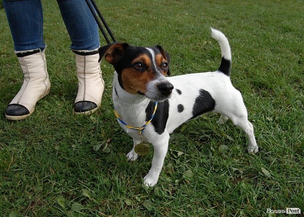 У Луцьку влаштували собаче свято. ФОТО