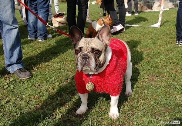 У Луцьку влаштували собаче свято. ФОТО