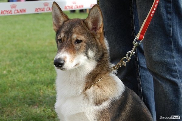 У Луцьку влаштували собаче свято. ФОТО