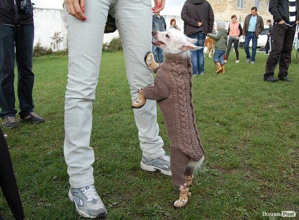 У Луцьку влаштували собаче свято. ФОТО