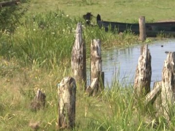 У районі на Волині – нашестя бобрів. ВІДЕО