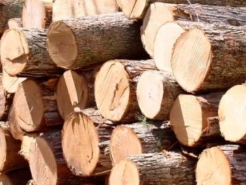 У Луцькому районі чоловік зрубав дерев майже на 170 тисяч гривень