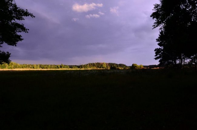 Казкові краєвиди Цуманської пущі. ФОТО