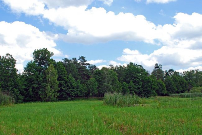 Казкові краєвиди Цуманської пущі. ФОТО